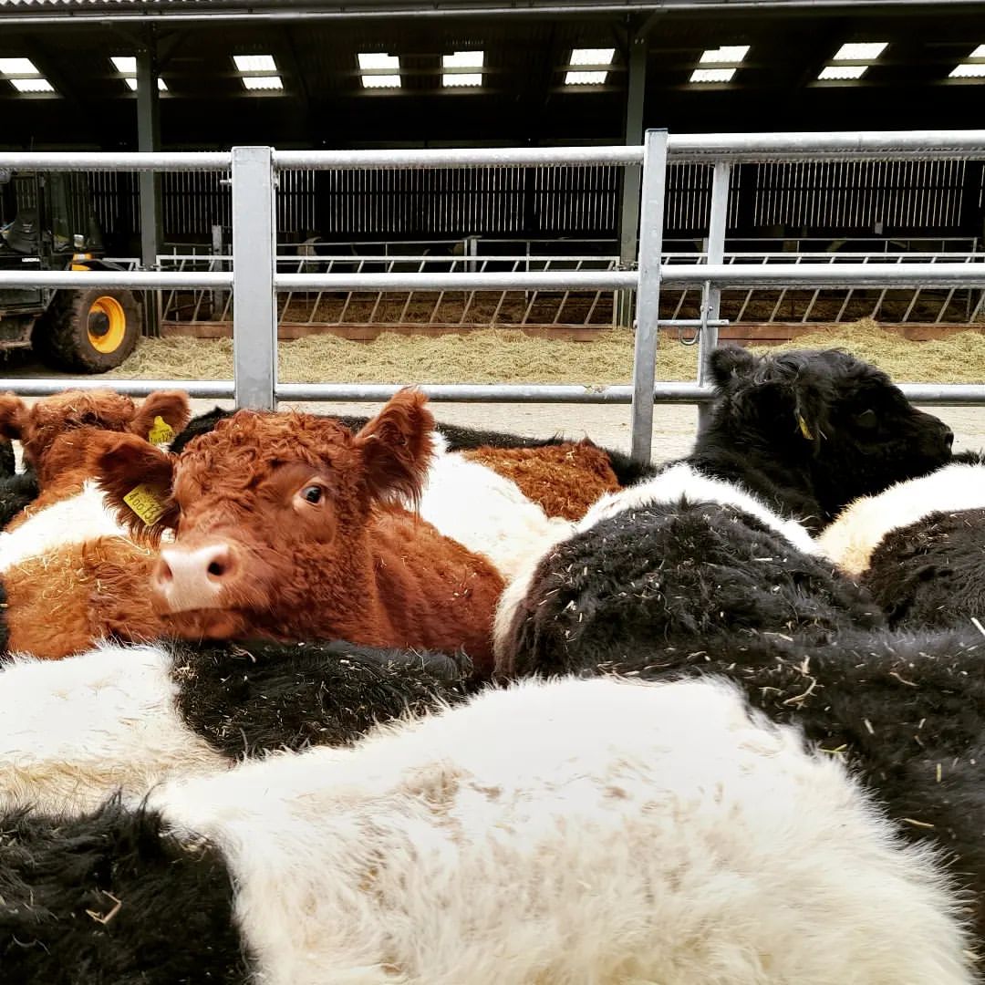 Beautiful Belted Galloway cattle for sale